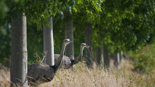 Nandus look out of a small wooded area in Germany