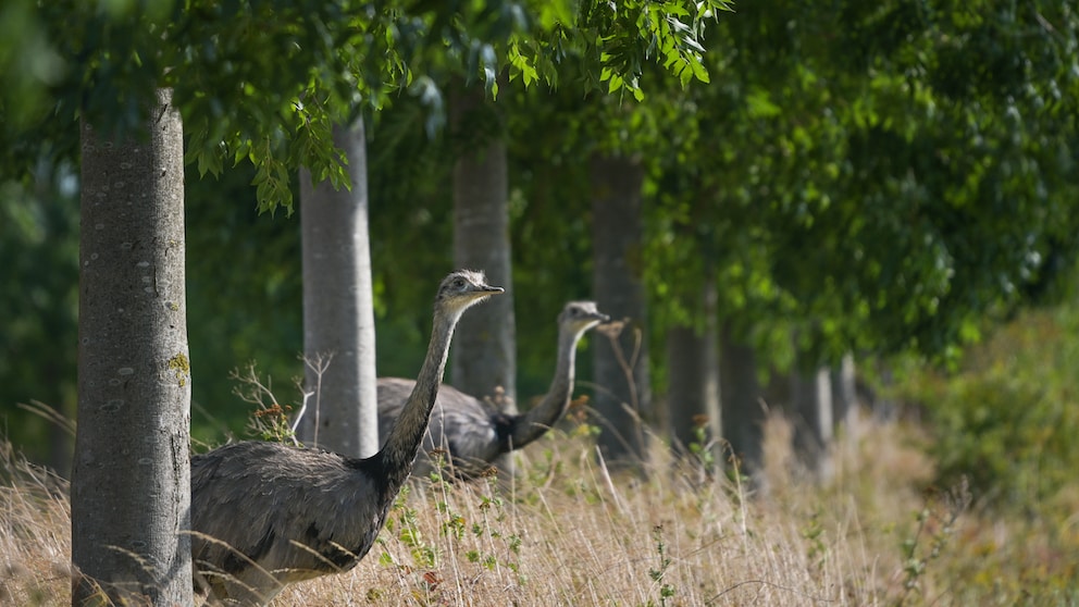 Nandus look out of a small wooded area in Germany