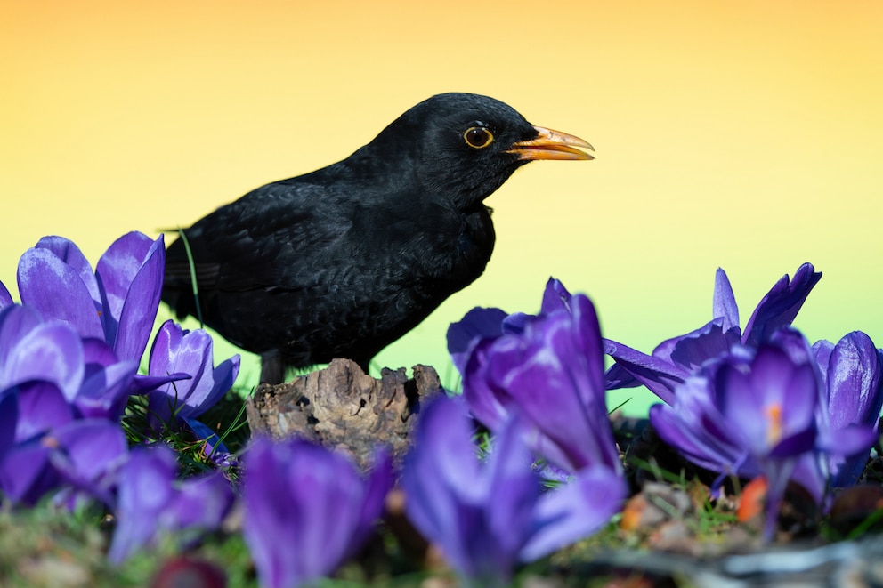 Why Blackbirds Attack Crocuses - PETBOOK