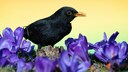A male blackbird sits among purple crocuses