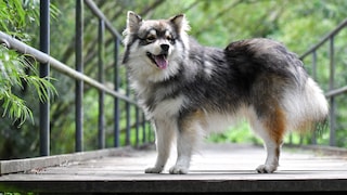 The Finnish Lapphund was originally bred by the indigenous people of Lapland as a working dog for herding reindeer and assisting in hunting.