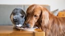 Dog and cat eat from the same plate