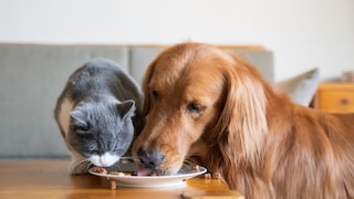 Dog and cat eat from the same plate