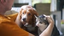 Dog or cat person