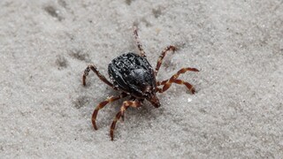 Hyalomma Tick (Hyalomma marginatum) Running on Sand