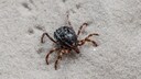 Hyalomma Tick (Hyalomma marginatum) Running on Sand