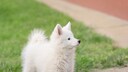 The Japanese Spitz is known for its friendly and lively nature. It is affectionate and loyal to its family but often reserved around strangers.