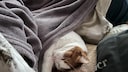A cat sleeps in the bed