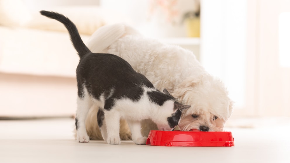 Dog and cat eat from a red bowl at the same time