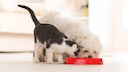Dog and cat eat from a red bowl at the same time