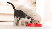 Dog and cat eat from a red bowl at the same time