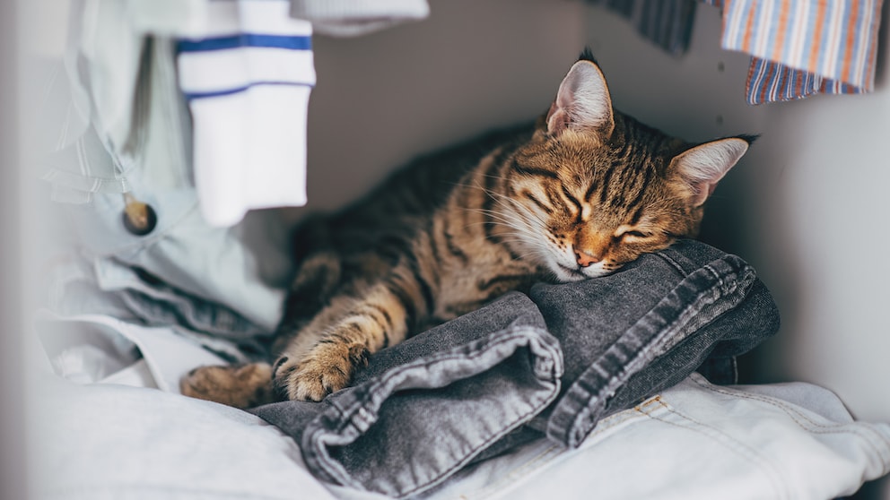Cat Sleeping on Clothes in the Closet