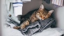 Cat Sleeping on Clothes in the Closet