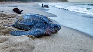 Leatherback turtle