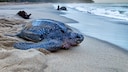 Leatherback turtle