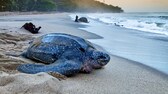 Leatherback turtle