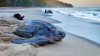 Leatherback turtle