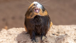 A guinea pig sticks its nose in the air and shows its teeth