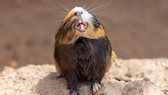 A guinea pig sticks its nose in the air and shows its teeth