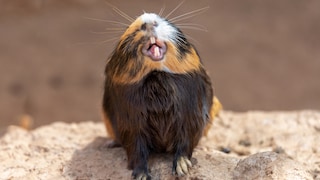 A guinea pig sticks its nose in the air and shows its teeth