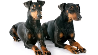 The Manchester Terrier not only loves to hunt small rodents such as rats, squirrels, or mice, but also enjoys cuddling with its humans. This is why many people refer to it as the "cuddly hunter."
