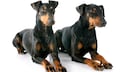 The Manchester Terrier not only loves to hunt small rodents such as rats, squirrels, or mice, but also enjoys cuddling with its humans. This is why many people refer to it as the "cuddly hunter."
