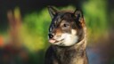 The Shikoku, also known as Kochi-Ken or Shikoku Inu, originates from Japan and is named after the Shikoku region.