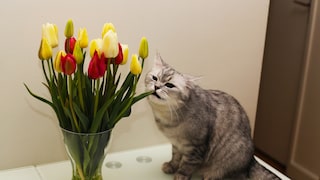 Cat eats tulips