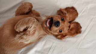 Cocker Spaniel puppy lying on its back