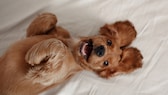 Cocker Spaniel puppy lying on its back