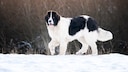 Landseer