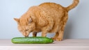 Cat licks cucumber