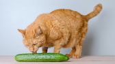 Cat licks cucumber