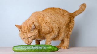 Cat licks cucumber