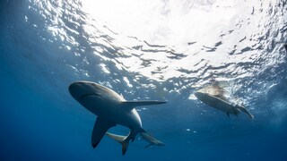 Sharks Underwater with Surfer at the Surface