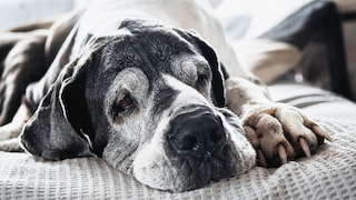 Old Great Dane with gray hair on her face lying on a gray blanket