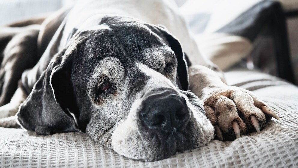 Old Great Dane with gray hair on her face lying on a gray blanket