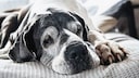 Old Great Dane with gray hair on her face lying on a gray blanket