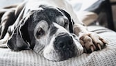 Old Great Dane with gray hair on her face lying on a gray blanket