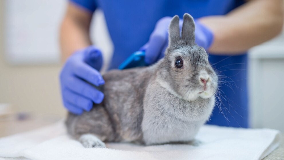 Have Your Rabbit Neutered
