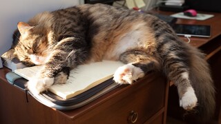 Cat lying on the desk on a pile of paper