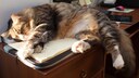 Cat lying on the desk on a pile of paper