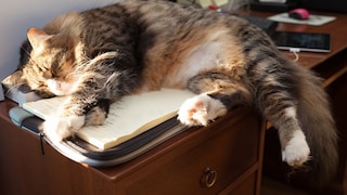 Cat lying on the desk on a pile of paper