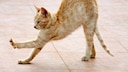 Cat arches its back