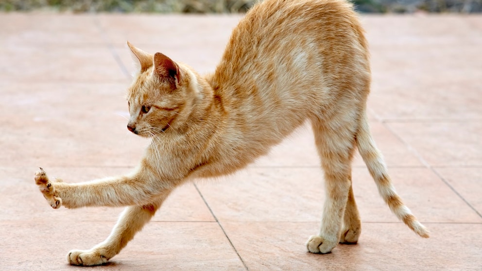 Cat arches its back