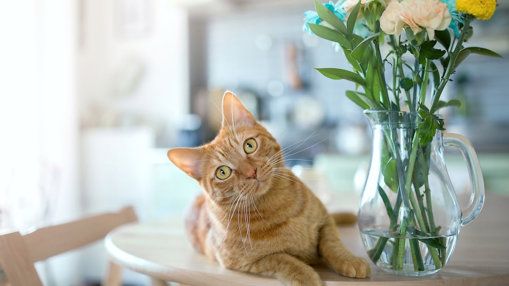 Cat lying on the kitchen table