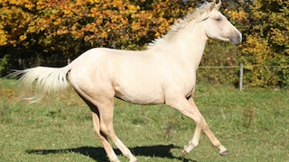 Kinsky Horse