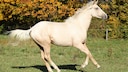 Kinsky Horse