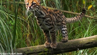 The Andean ocelot cat in its natural habitat