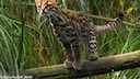 The Andean ocelot cat in its natural habitat